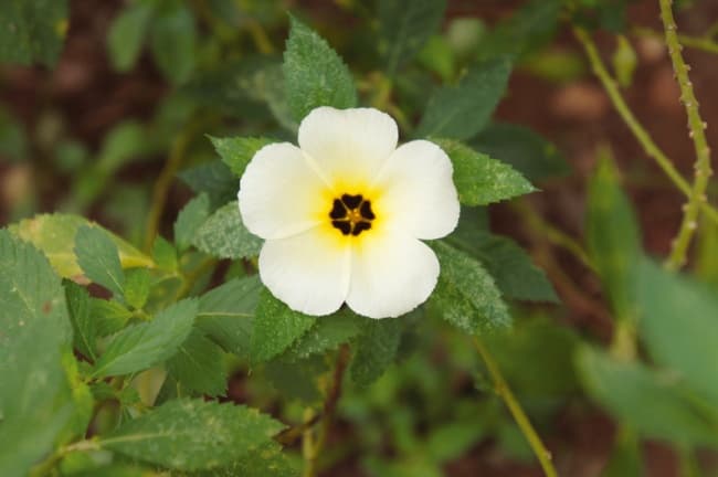 La generosa Damiana