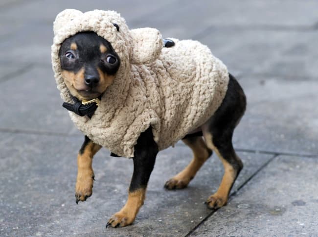 Perrito disfrazado de oveja una fría mañana