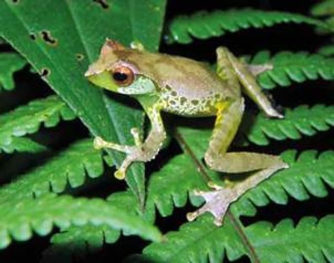 La región que abarca el cauce del río Mekong en el sudeste asiático peninsular es hábitat de nuevas especies de flora y fauna.