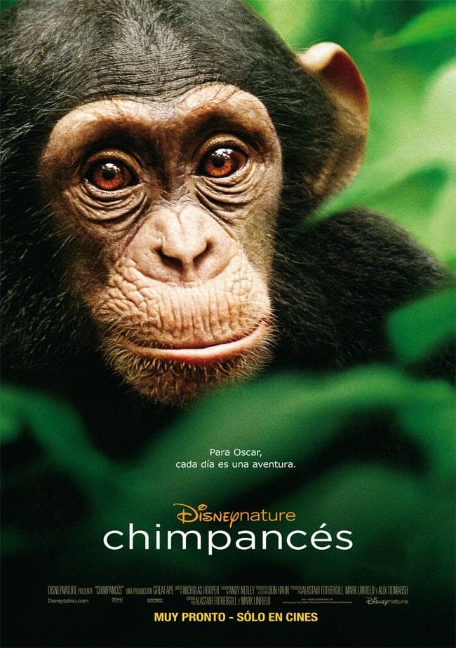 'Cuando los chimpancés nos ven desde la pantalla grande, es imposible no sentir una extraordinaria conexión y quedar completamente ligado a ellos”.
- MARK LINFIELD, Director de Chimpancés.