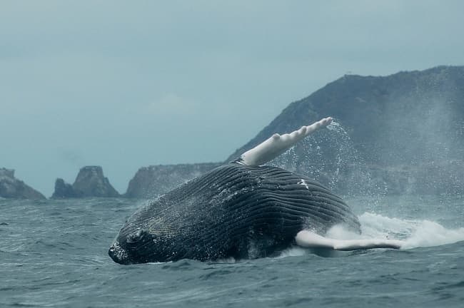 El cachalote fue localizado frente a la playa El Tamarindo, situado a cuatro kilómetros de la bahía turística de San Juan del Sur, cerca de la frontera con Costa Rica, en el Pacífico. ARCHIVO