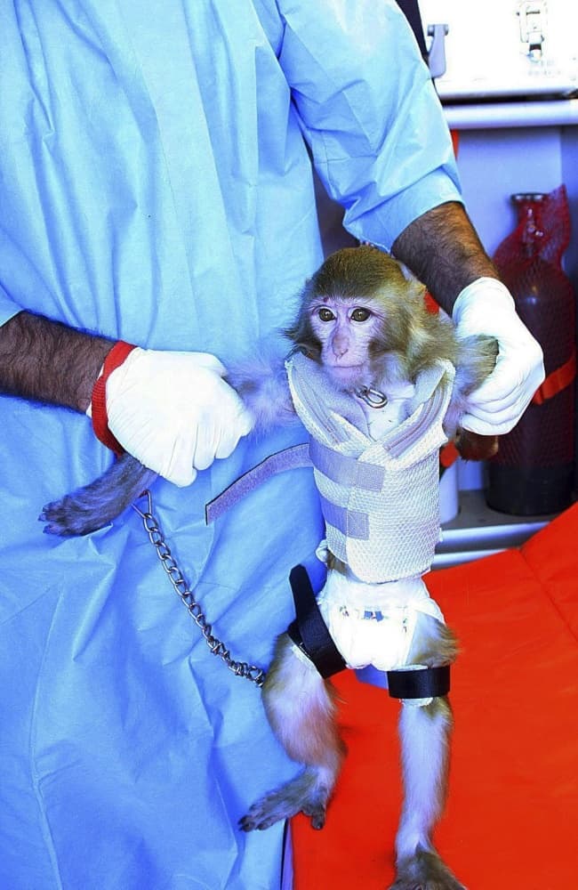 Un mono de cresta gris fue lanzado al espacio y regresó sano y salvo, dijeron autoridades iraníes. (EFE)