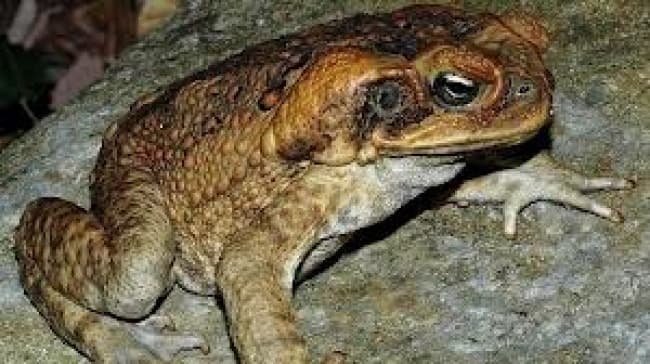 Tal es la toxicidad de la piel de estos sapos que, en algunas zonas de Australia, un 95 por ciento de la población de los animales que tratan de comérselos, como cocodrilos, iguanas y los gatos nativos o quolls, mueren. INTERNET