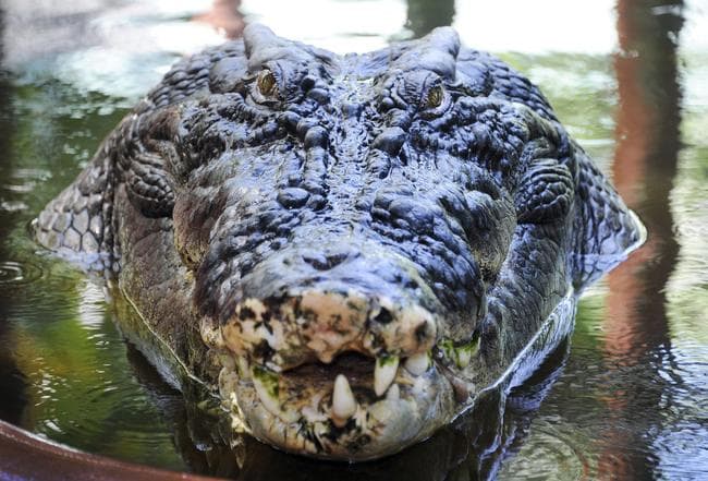 El gigantesco reptil, capturado en 1984 en el Territorio Norte, vive desde hace más de dos décadas en el parque de cocodrilos Marineland Melanesia, en el estado de Queensland. (ARCHIVO)