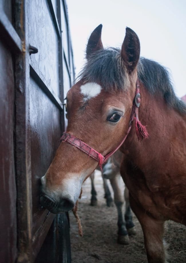 Mercado de caballos en el pueblo polaco de Skaryszew