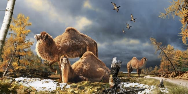 Este es un importante descubrimiento porque proporciona la primera evidencia de que camellos vivieron en la región ártica. EFE