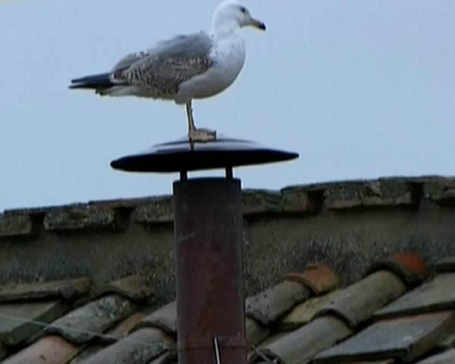 La atención fue tal para esta gaviota que su fama saltó a la red social Twitter, en medio de la espera para saber si sale humo blanco de la chimenea donde se había posado.