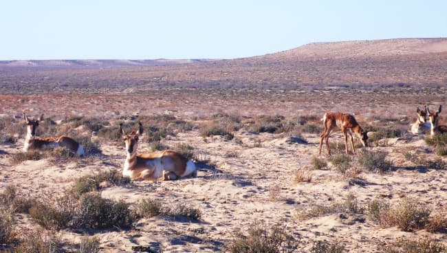 Estos animales se alimentan de hierbas, arbustos, musgos y, en ocasiones, de cactus. Son los mamíferos más veloces de Norteamérica, y pueden correr a 65 km/h durante varios kilómetros. EFE