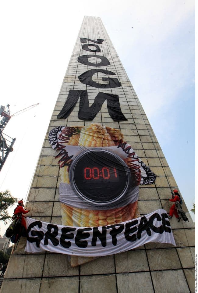 México. La introducción de semillas de maíz transgénicos en territorio mexicano, que es cuna del maíz, señaló Greenpeace, representa un grave riesgo para la soberanía alimentaria de los mexicanos.