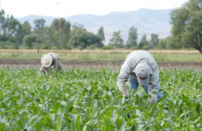 Insuficiente. La lluvia que se ha registrado ha ayudado algunos cultivos, pero no remedia la intensa sequía que se ha padecido asegura el secretario de Desarrollo Rural.
