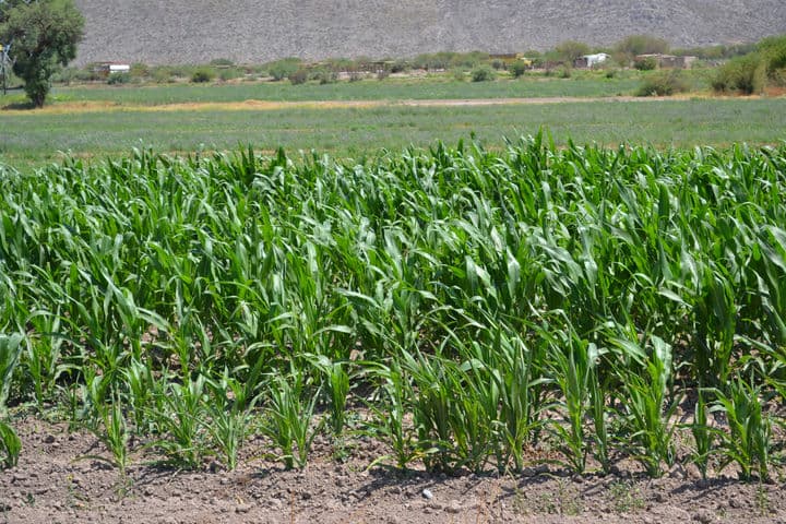 Aumento. Dependiendo de la cosecha será el precio del forraje.