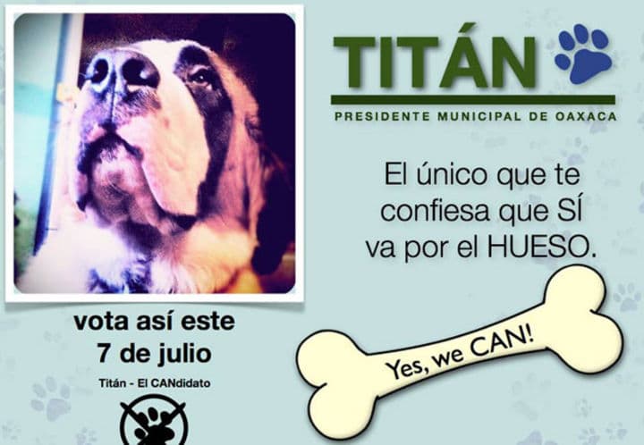 Carrera. La aceptación que han tenido los animales candidatos en redes sociales sobrepasa a la de muchos candidatos reales de los partidos políticos. Todos buscan las alcaldías. El perro Titán va por Oaxaca, el gato Morris por Xalapa, la gata Maya por Puebla y el Burro Chon por Ciudad Juárez.