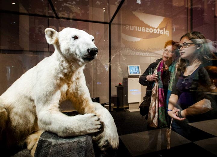 Escultura del Oso Knut