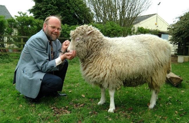 Dolly surgió, detalladamente, de la combinación nuclear de una célula donante diferenciada a un óvulo no fecundado, procedente de la glándula mamaria de un animal adulto. ARCHIVO