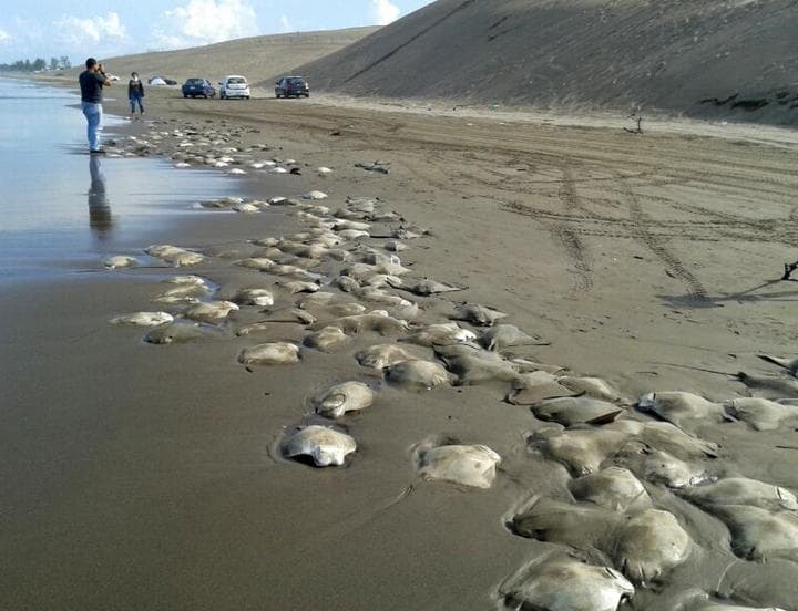 Pescadores de la región de Chachalacas, municipio ubicado a media hora del puerto de Veracruz, encontraron cerca de 200 mantarrayas muertas sobre la playa. (El Universal)