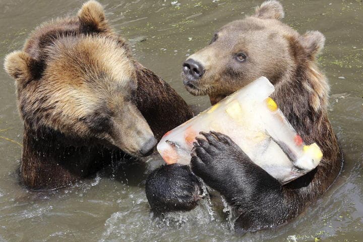 Osos de Kamchatka