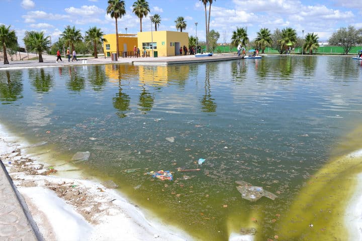 Insalubridad. Verde, con mal olor y desechos es como se observa el lago del Bosque Urbano de Torreón, esto a pesar de que se utilizan bombas hidroneumáticas para mantenerla en circulación constante.
