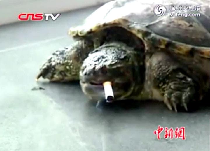 El caso de esta tortuga se volvió popular, pues no se hicieron esperar las críticas de los defensores de los animales, quienes consideran como algo poco sensible el fomentar una adicción en los animales. (YOUTUBE)