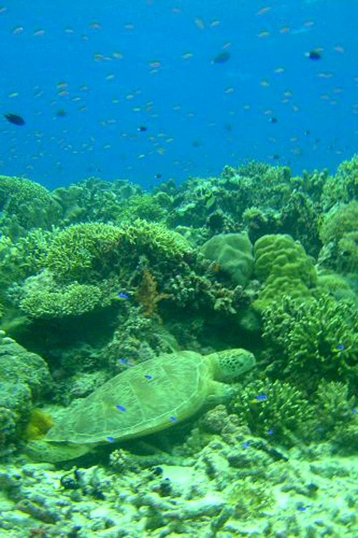 El dispositivo, conocido como Edokko 1, constará de tres aparatos esféricos, uno de ellos con una cámara en tres dimensiones en alta definición y un transmisor para garantizar la señal, de cara a estudiar la fauna y recoger muestras de abismo marino. (ARCHIVO)
