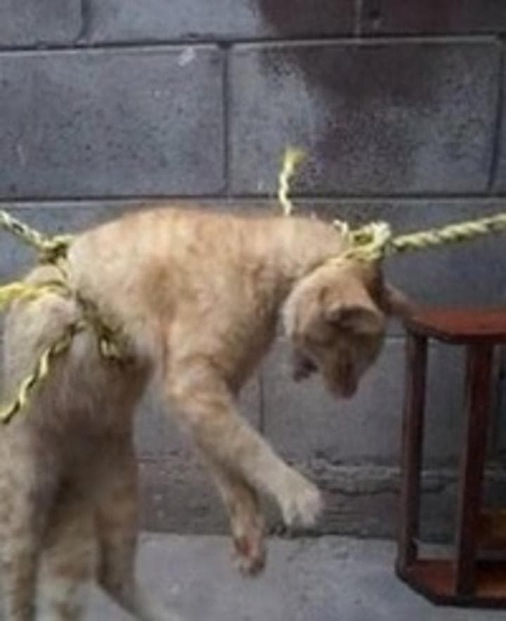 Jesús subió la foto del gato ahorcado, él mismo se proclamo responsable del cruel acto. (Facebook)