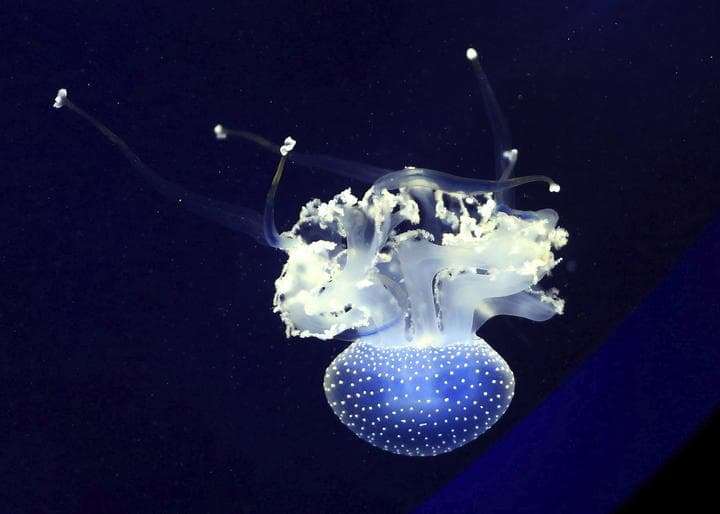 Medusa Rhizostoma pulmo