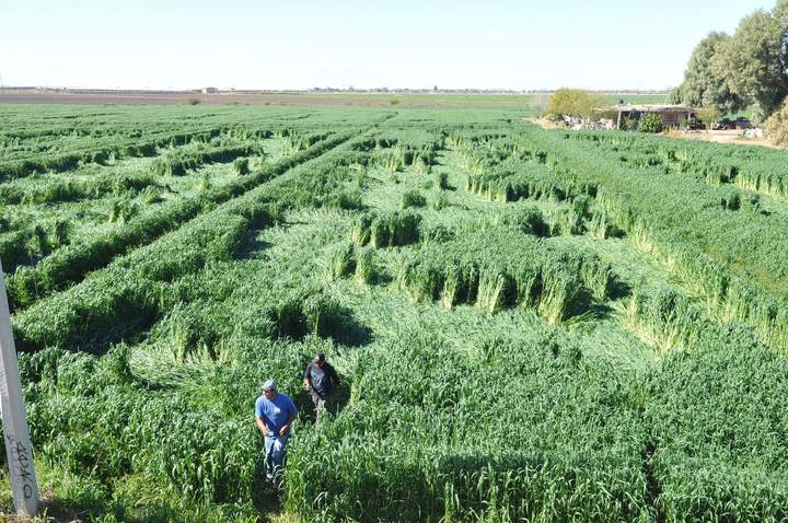 Las figuras se ubican en diferentes espacios dentro de un área de cinco mil hectáreas ubicadas a pie de carretera de la autopista Torreón-San Pedro. (Ramón Sotomayor)