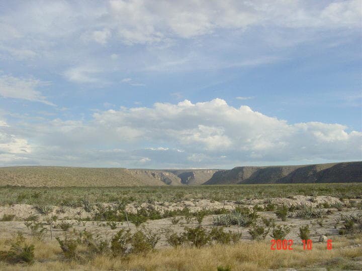 Campos llenos de candelilla.
