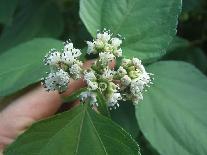 Anticonceptiva. Las propiedades de la planta medicinal conocida como barbasco dieron origen a la píldora.