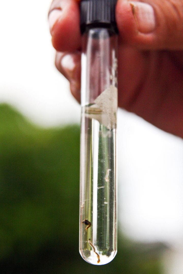 De acuerdo con el especialista, las entidades vulnerables a ese virus, transmitido por el mosquito hembra aedes aegypti, son las costeras. (ARCHIVO)