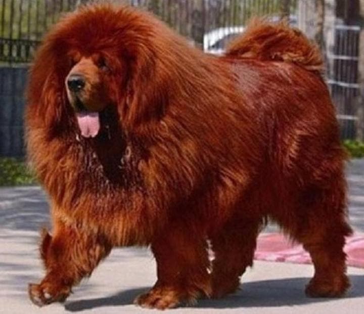 El mastín tibetano fue vendido en 1.9 millones de dólares. (Especial)