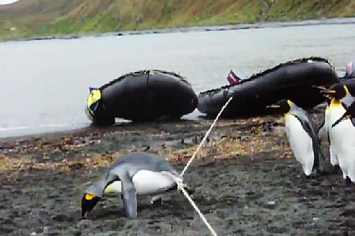 Los pingüinos van cayendo uno tras otro al intentar pasar la cuerda. (YouTube)