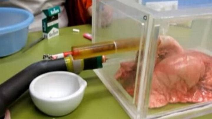 Au utilizó una máquina diseñada especialmente que hizo 'fumar' sesenta cigarrillos a unos pulmones de cerdo; el resultado fue sorprendente. (ESPECIAL)