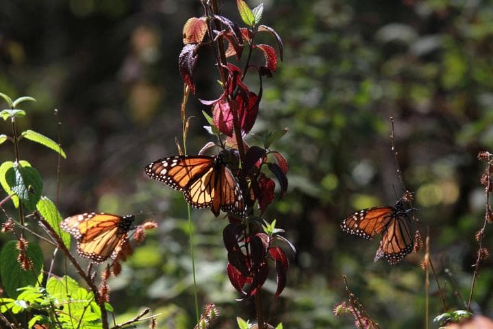 La mariposa monarca (Danaus plexippus) se distingue por los colores anaranjado y negro de sus alas que alcanzan hasta 10 centímetros y su población emprende cada año una travesía otoñal de miles de kilómetros desde el sur de Canadá y Estados Unidos hacia México. (ARCHIVO)