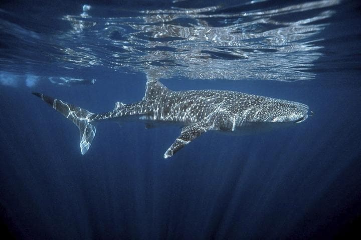 El tiburón blanco 'es un depredador de alto nivel que fue impactado por más de 100 años, y el hecho de que esa población está regresando es una señal de que estamos mejorando nuestros océanos', afirmó Lowe. (ARCHIVO)
