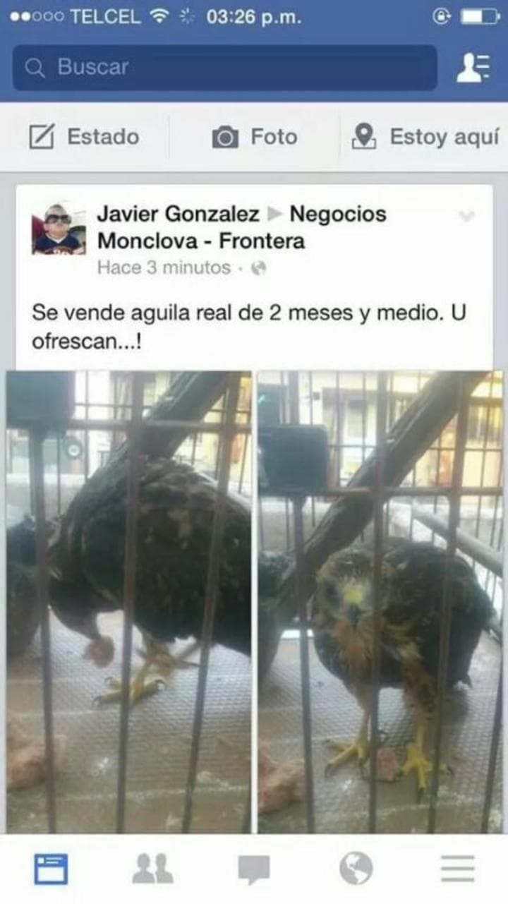 En el grupo denominado Negocios Monclova-Frontera, una águila real de dos meses y medio de nacida.