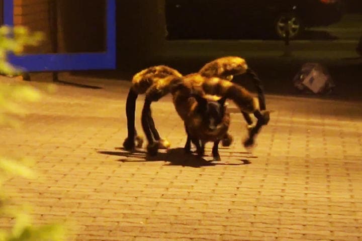 El perro-araña ha espantado a más de uno con su terrorífico aspecto. (YouTube)