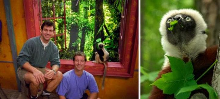 El lémur alcanzó la fama tras su participación en el programa Zoboomafoo al lado de Chris y Martin Kratt. (Twitter)