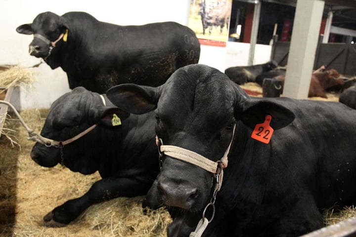 Los rancheros de esa zona tendrán un ahorro entre 60 y 65 millones de pesos anuales por concepto de mermas. (ARCHIVO)