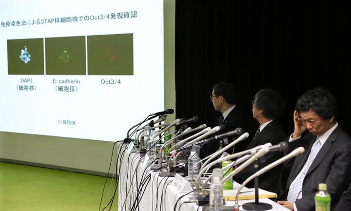 Ninguna de las células producidas por Obokata fueron identificadas por personal de Riken como capaces de transformarse en cualquier tipo de célula tras ser sometidas a unas 1,600 pruebas. (EFE)