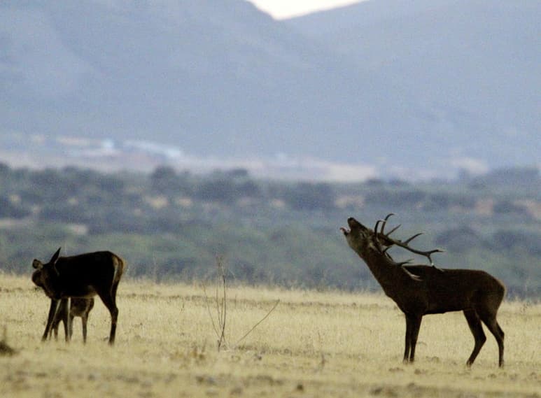 Han revelado que los llamados 'ungulados nativos' de América del Sur se relacionan con mamíferos como los caballos o los rinocerontes en lugar de elefantes y otras especies de origen africano, como se pensaba hasta ahora. (ARCHIVO)