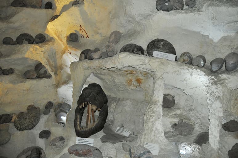 Visita. El Museo de Paleontología recibió la visita de investigadores de la UNAM, especialistas en paleontología. (GUADALUPE MIRANDA)