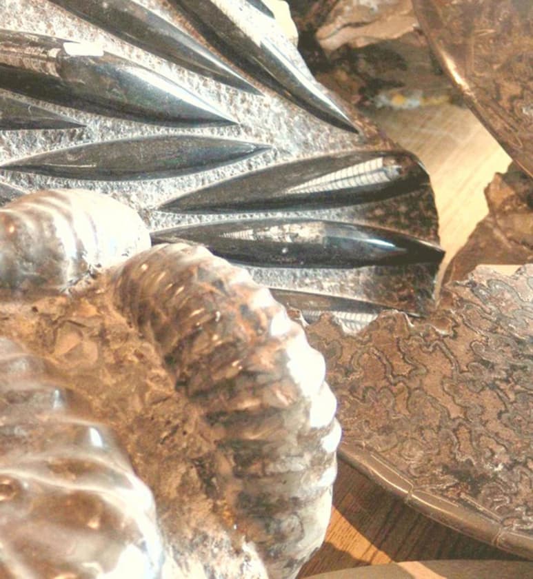 El equipo computarizado, que podrá usarse en Paleontología y Biología, recreará con precisión la estructura de un pequeño insecto, un pez, una semilla o de roedores, indicó la UNAM en un comunicado. (ARCHIVO)