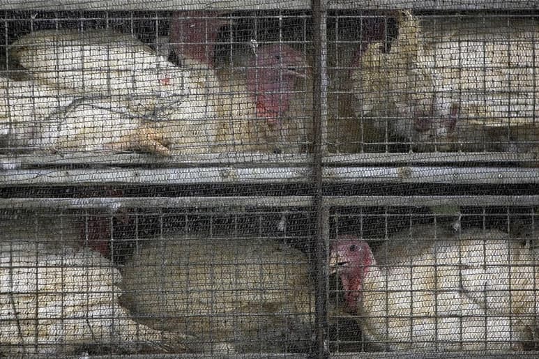 La mayoría de los productores en una industria que genera 750 millones de dólares al año, redoblaron sus ya estrictas medidas de bioseguridad para asegurarse de no portar el virus de granero a granero. (ARCHIVO)