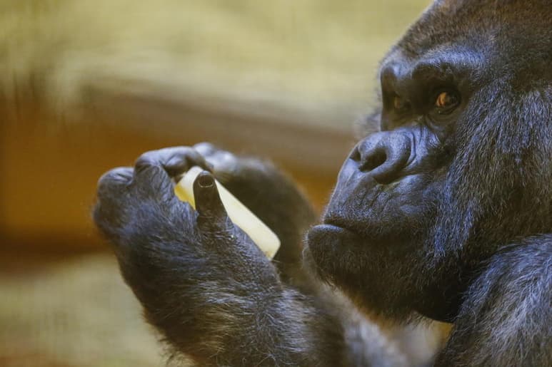 El aumento de la endogamia de esta especie por la disminución de su población ha hecho desaparecer variaciones genéticas perjudiciales para su supervivencia. (ARCHIVO)