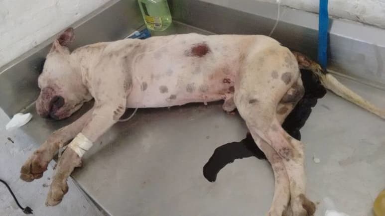 El fin de semana trascendió en las redes sociales la denuncia del maltrato a un perro en la colonia Joyas del Desierto, cuando vecinos que festejaban el triunfo del Santos Laguna, terminaron por golpearlo con palos, piedras y un bat hasta que falleció. (Facebook)