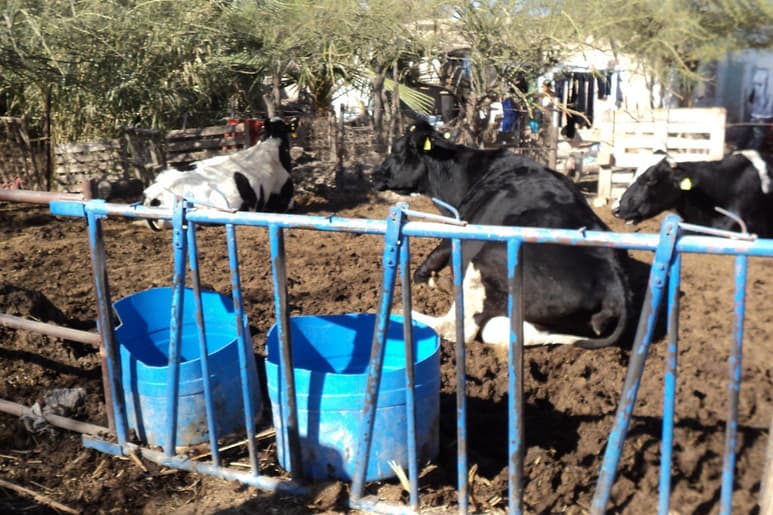Productores. Buscan que Liconsa compre más leche a los productores de leche de traspatio. (ARCHIVO)