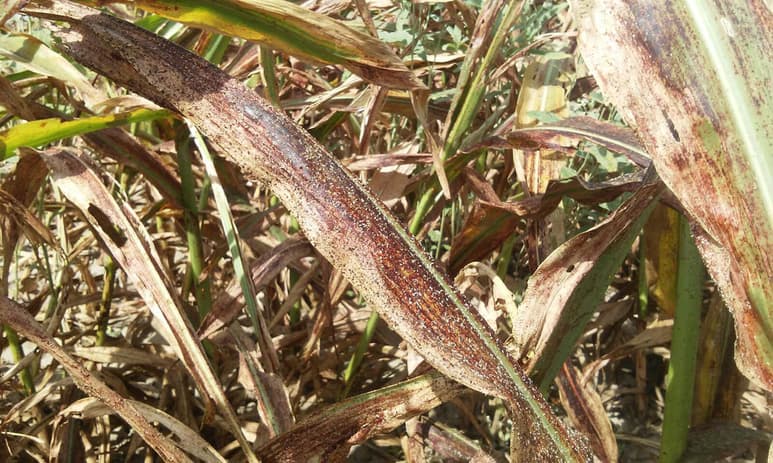 Afectados. El pulgón amarillo acabó con el cultivo del sorgo forrajero en la Comarca Lagunera de Coahuila y Durango. (ARCHIVO)