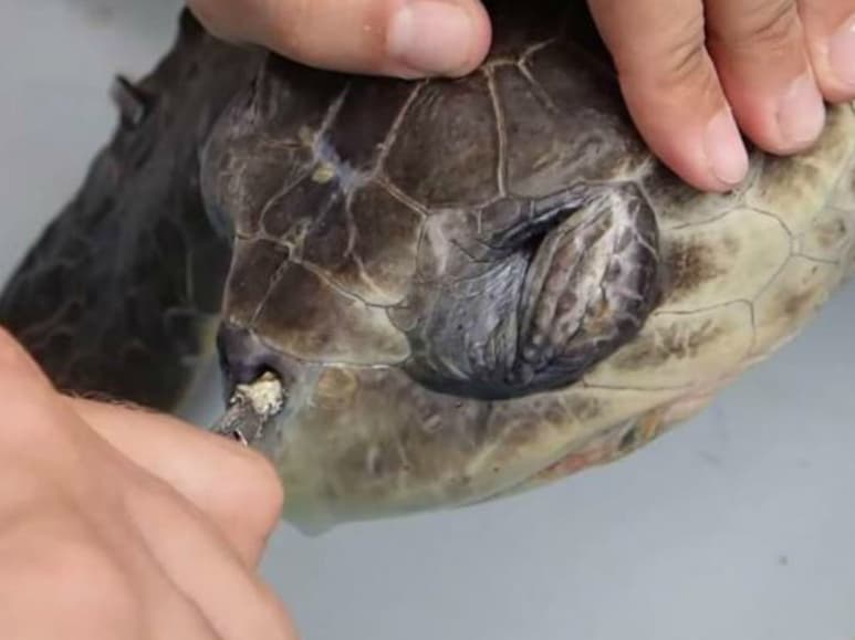 Biólogos decidieron extraer el popote con pinzas. (El Universal)