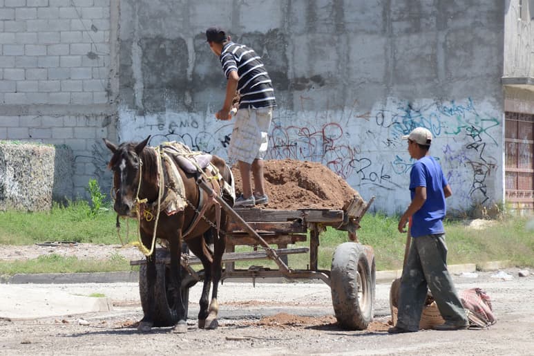 Rescate.- Para evitar maltrato, cambiarán burros y caballos de los carromateros por motos. (Fernando Compeán)