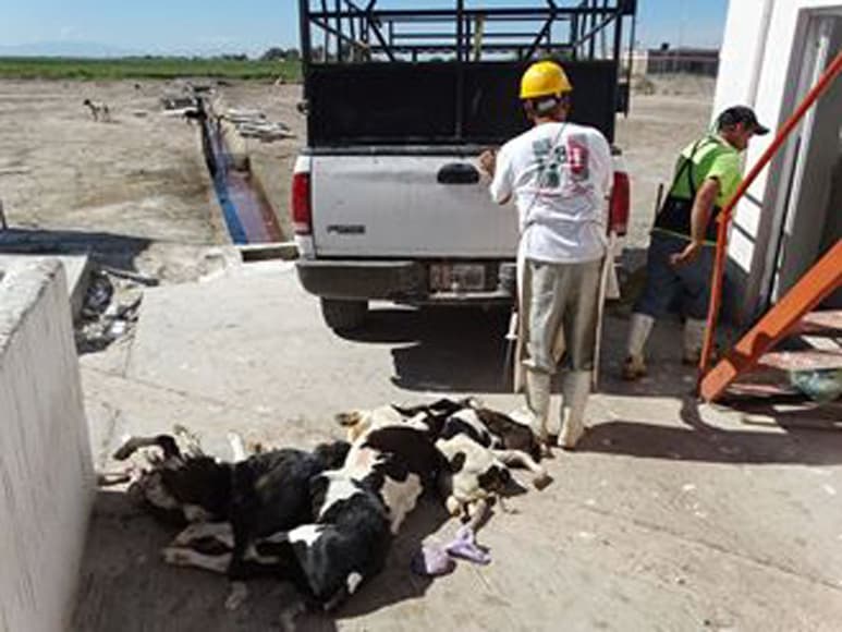 Venta. El vehículo llevaba 5 becerros muertos y 2 vivos, pretendían comercializar la carne.